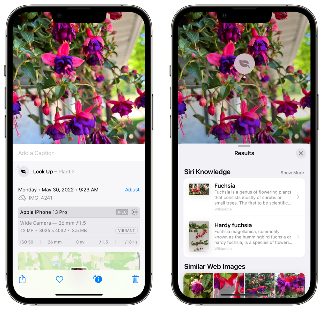 老河口苹果手机维修分享小技巧：使用 iPhone 相机识别花卉植物 